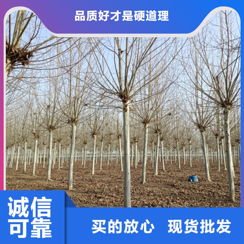 法桐小苗廠家、定制法桐小苗