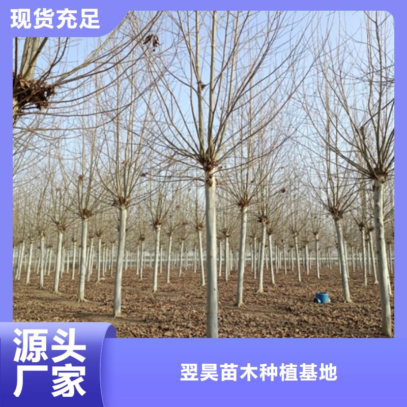 法桐_五角楓廠家供應