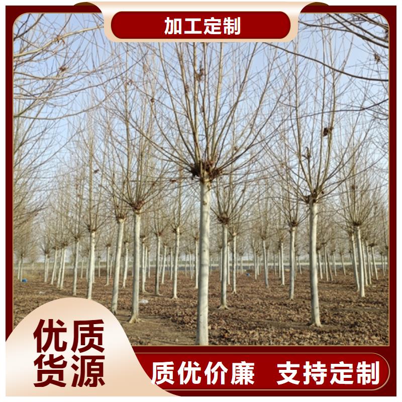 采購造型法桐-現貨充足有保障