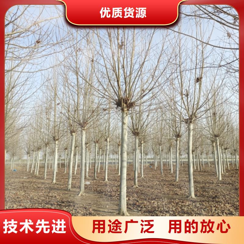 造型法桐廠家/歡迎致電