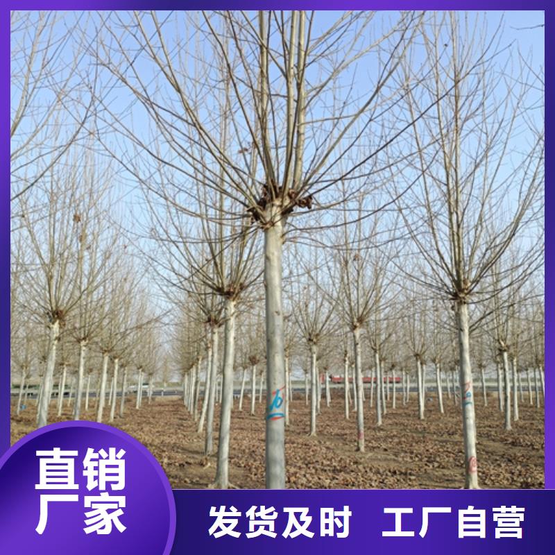 五角枫视频-福建省龙岩市|长汀|永定|厦门|漳州|莆田|福州|三明|宁德五角枫-翌昊
