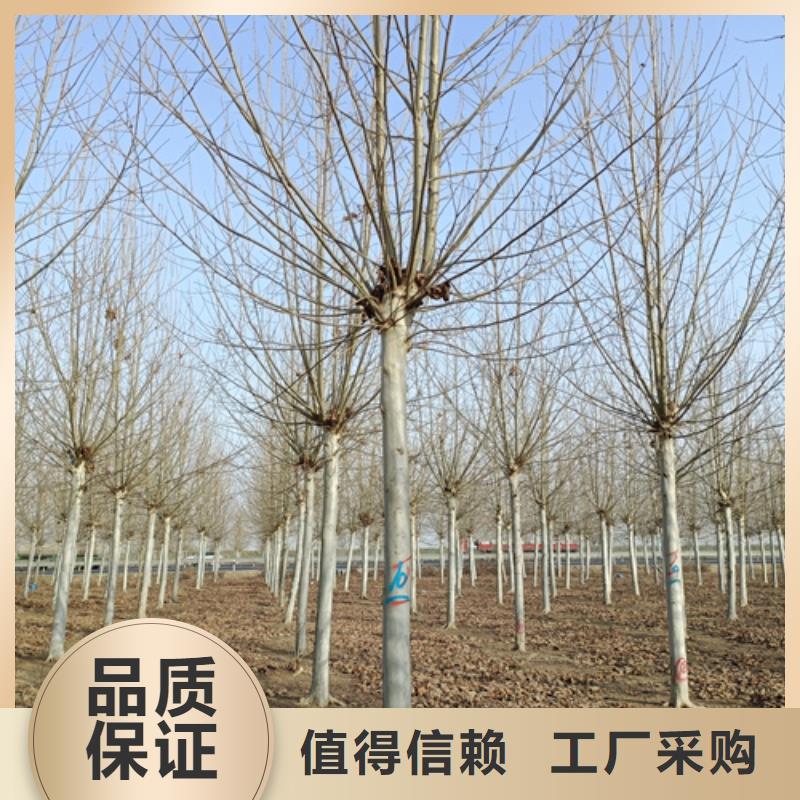 造型法桐-造型法桐質(zhì)優(yōu)