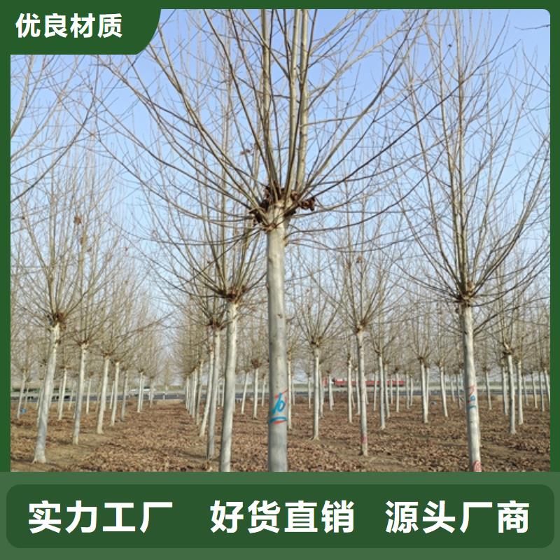 法桐北京欒一個起售