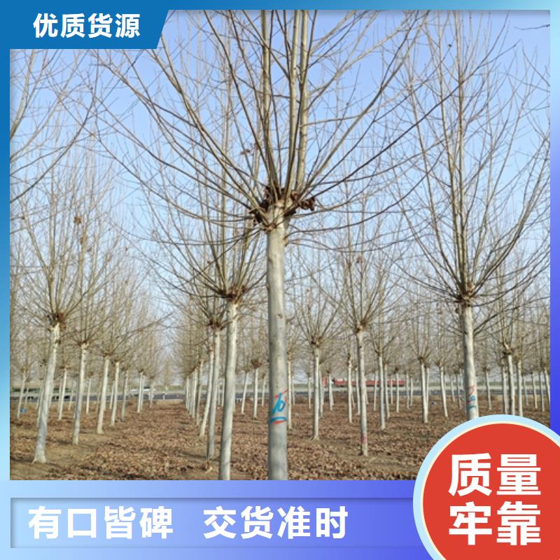 速生法桐專業生產廠家