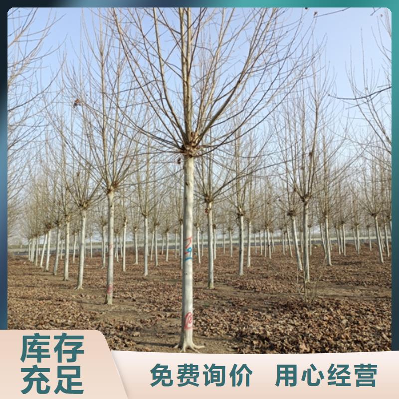 定制法桐行情_品牌廠家