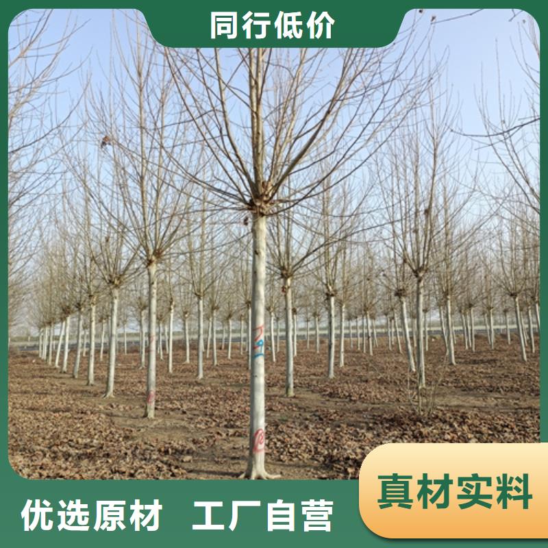 賣速生法桐的公司