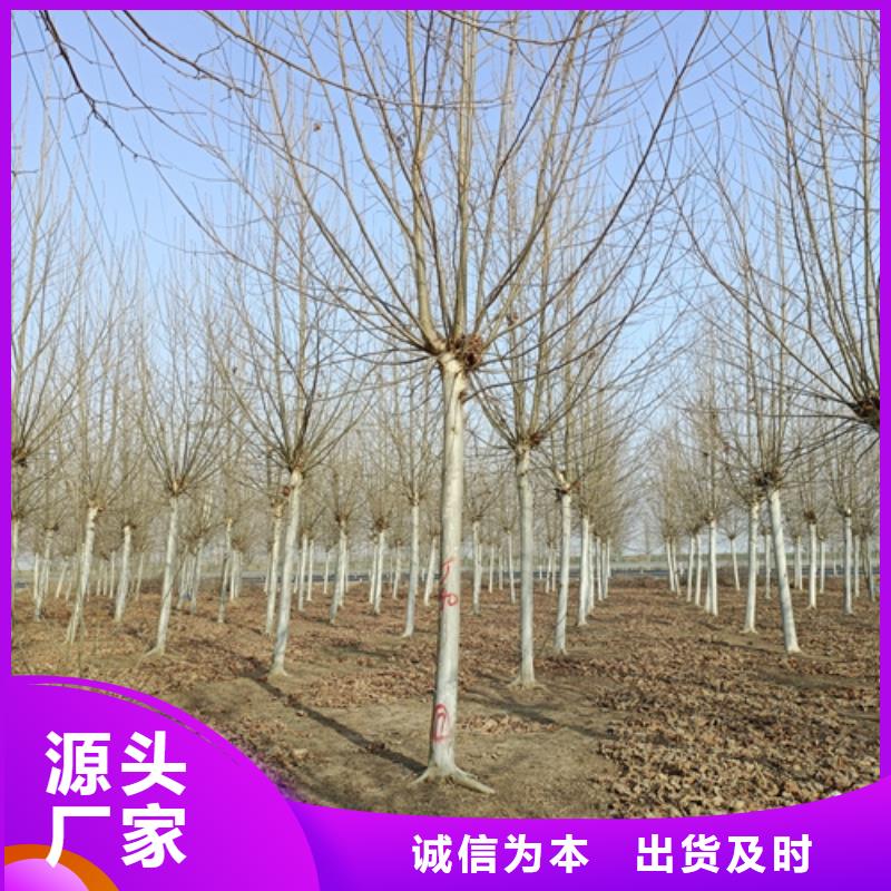 供應法桐廠家