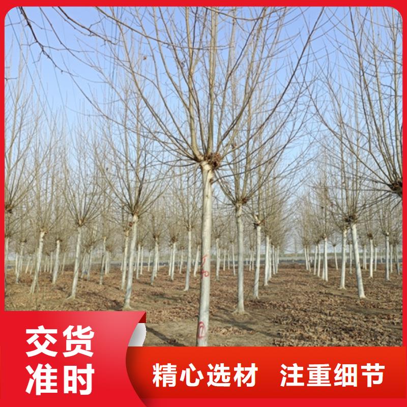 法桐隨時詢價