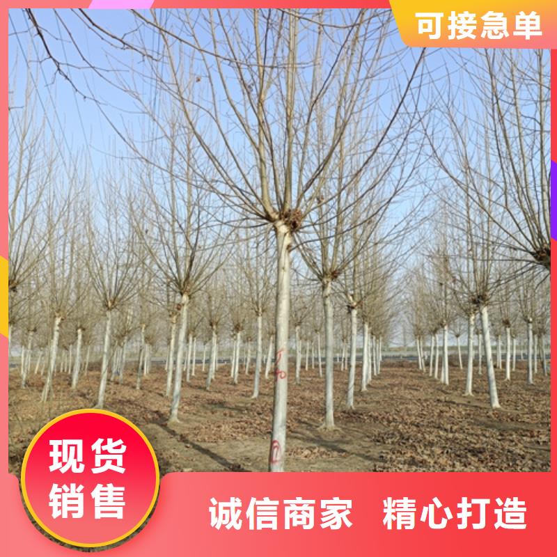法桐小苗貨源充足綠化喬木