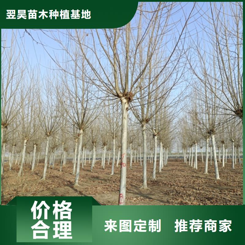 注重速生法桐質量的廠家