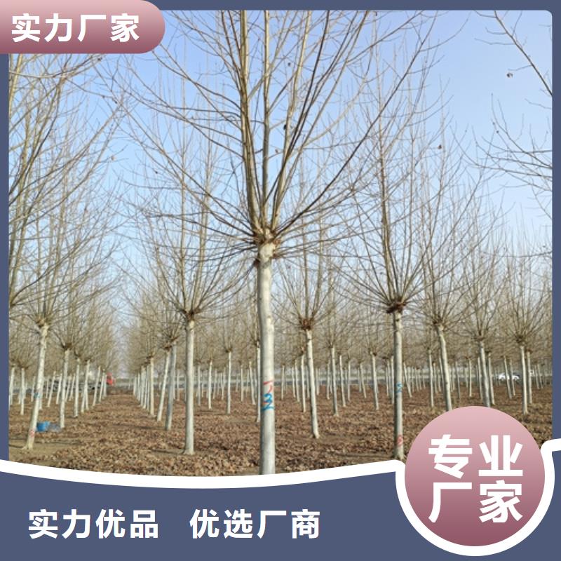 現貨供應造型法桐_廠家/供應