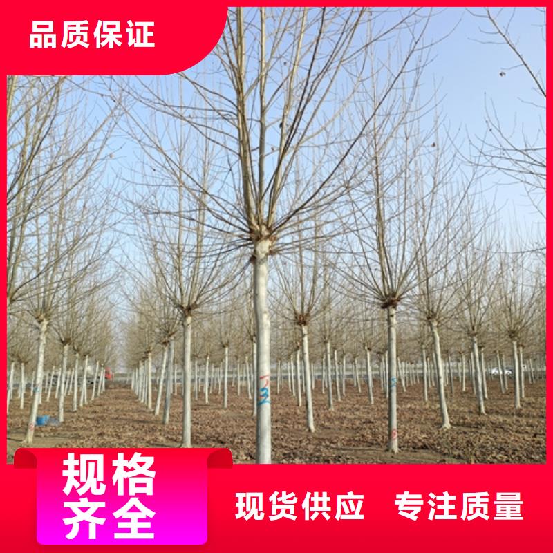 法桐歡迎來電綠化喬木