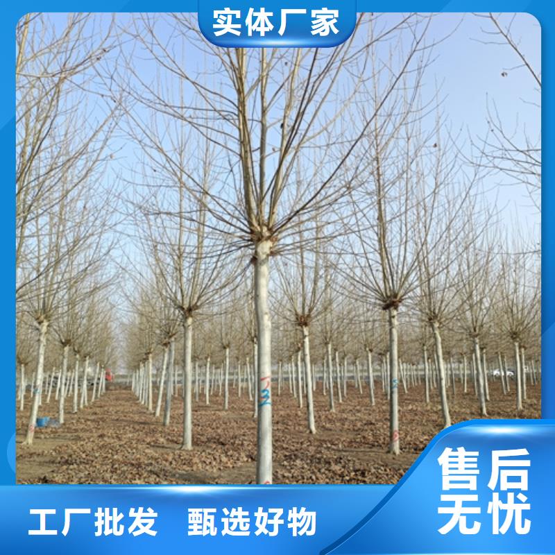 法桐價格質量放心綠化苗木