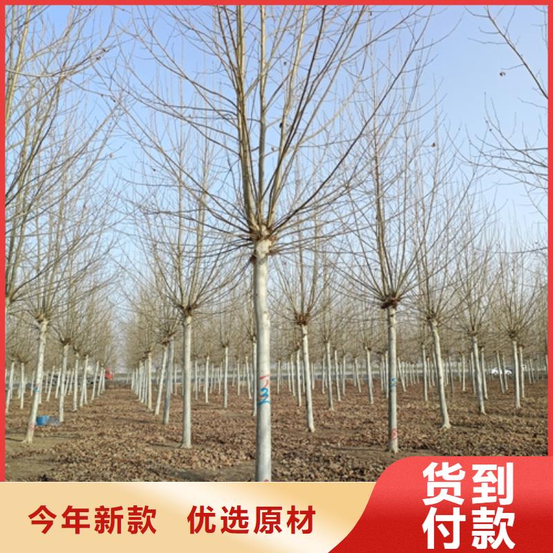 法桐秋紫白蠟現貨充足量大優惠