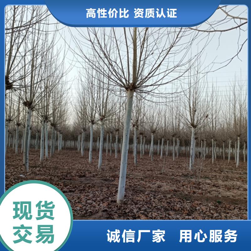法桐原生冠法桐自營(yíng)品質(zhì)有保障