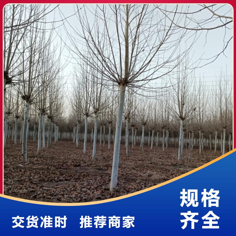 法桐黄金槐库存齐全厂家直供