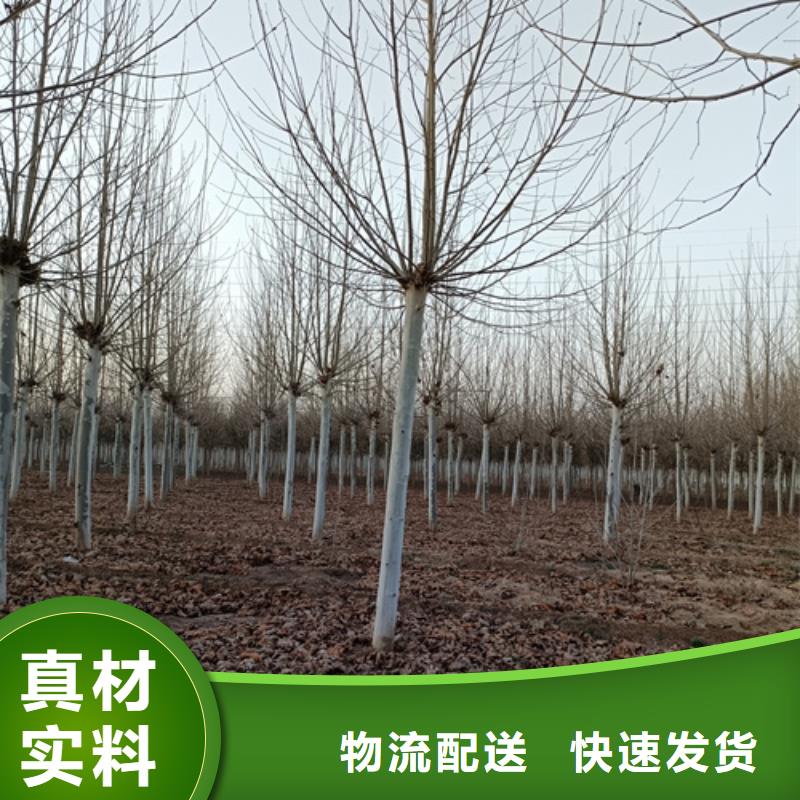 法桐小苗廠家現貨銷售