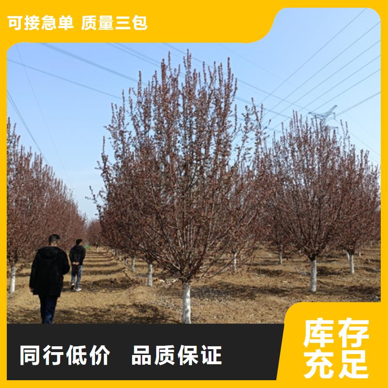 法桐廠家