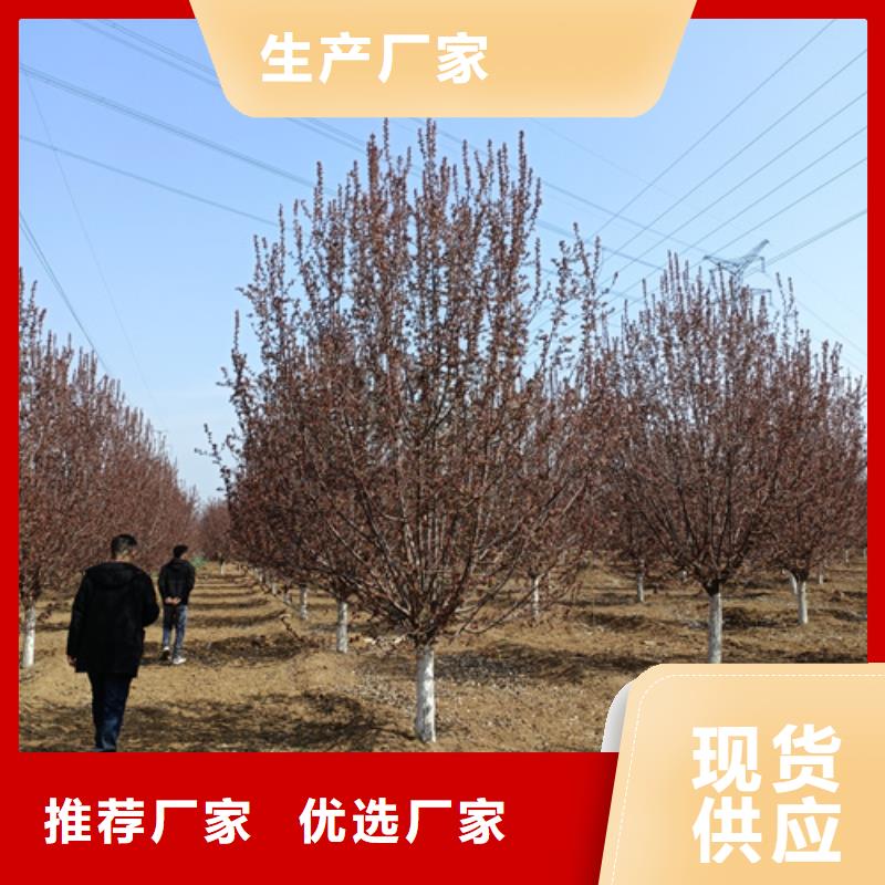 選速生法桐【無中間商】