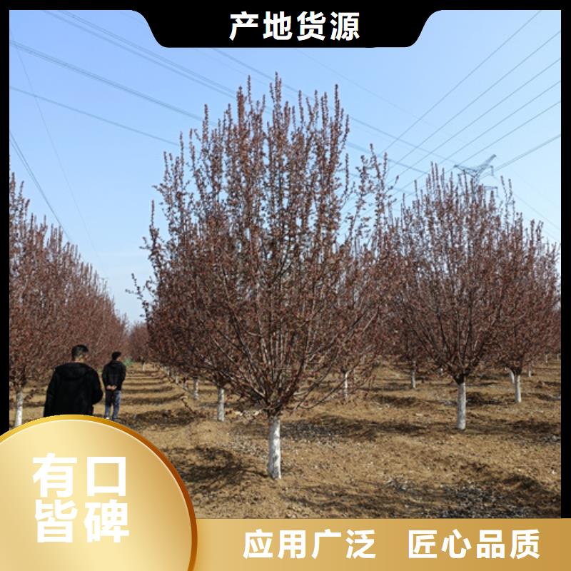 法桐小苗采購價格苗木基地