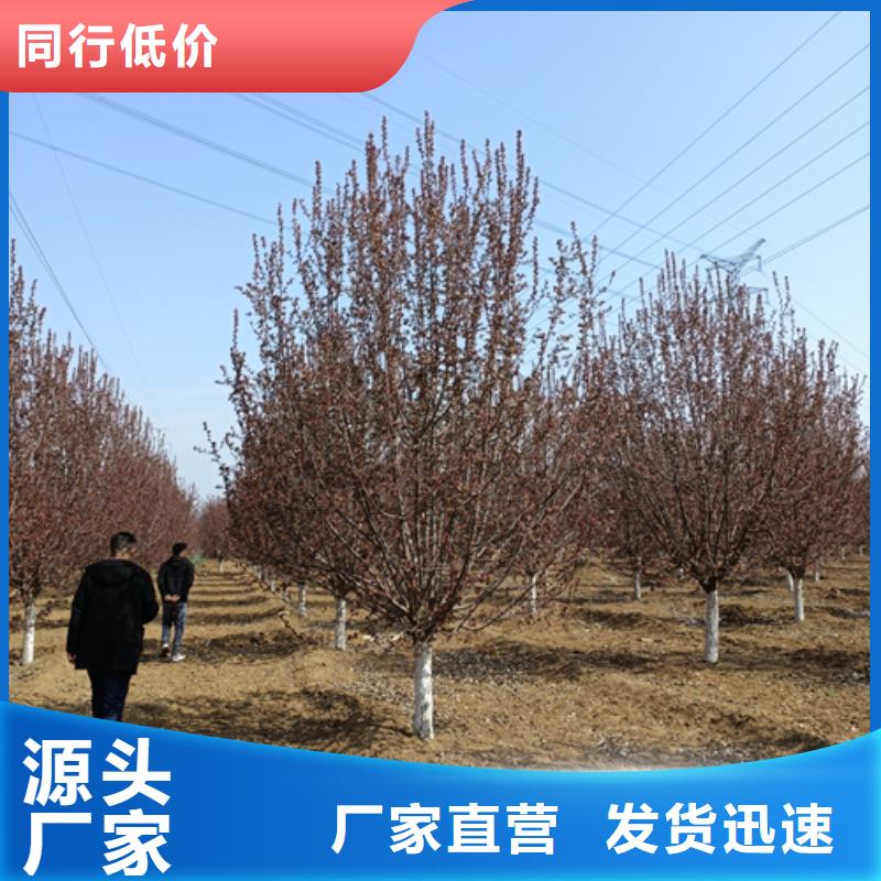 造型法桐實力廠家，讓您放心