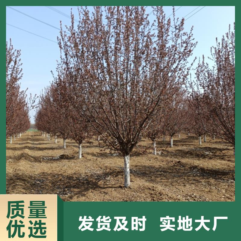法桐-高品質低價格