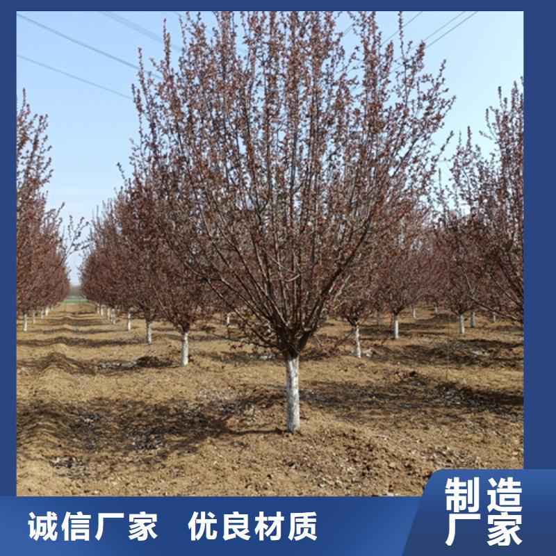 法桐小苗貨源充足的廠家