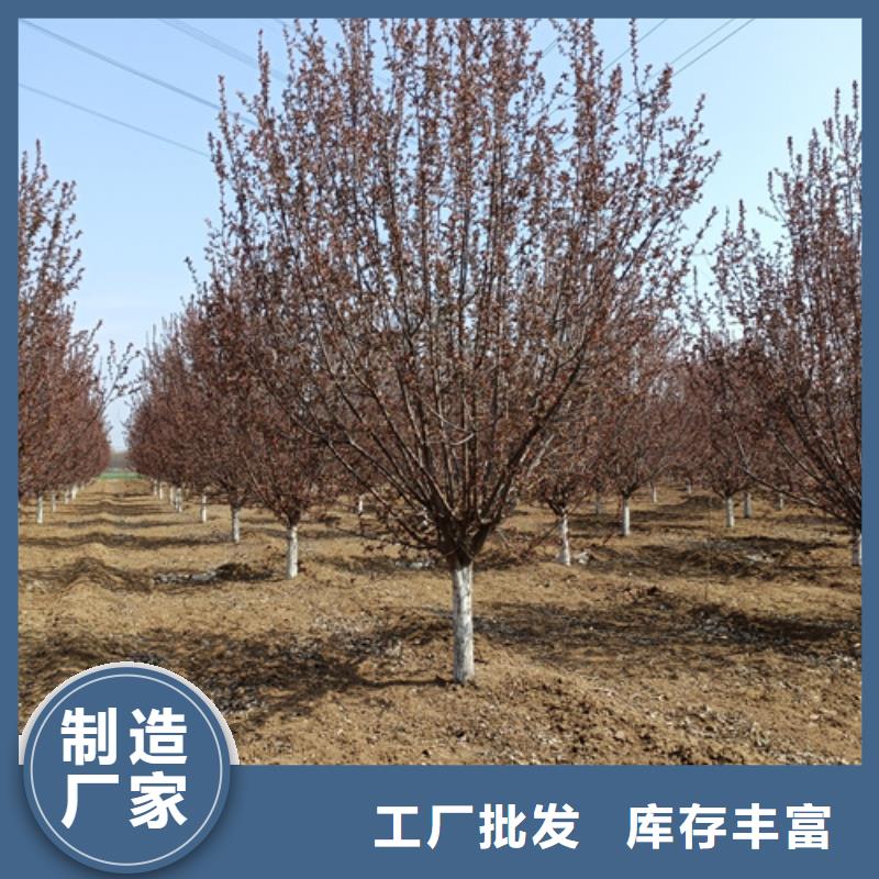 造型法桐總部