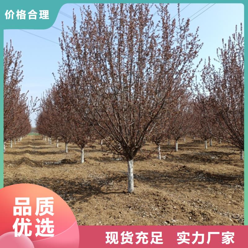 【法桐】金葉白蠟品質(zhì)服務(wù)誠信為本