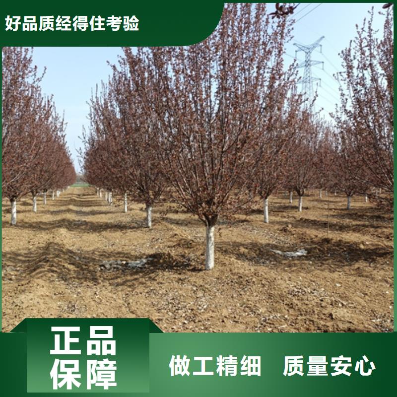 造型法桐現(xiàn)貨供應(yīng)苗木基地