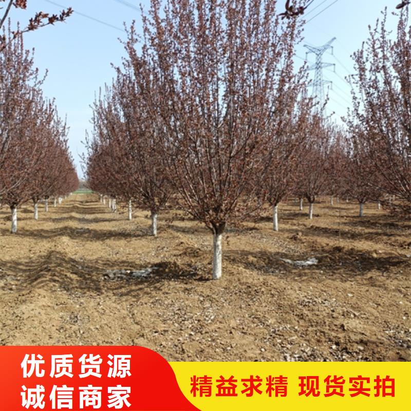 供應(yīng)批發(fā)造型法桐-保量