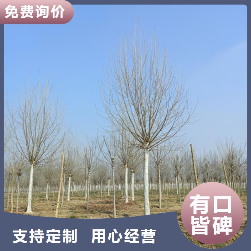 速生法桐采購價格苗木基地