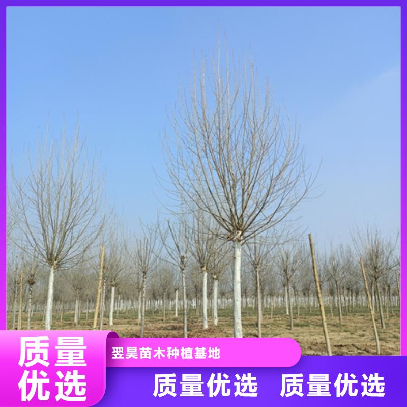 速生法桐薄利多銷(xiāo)