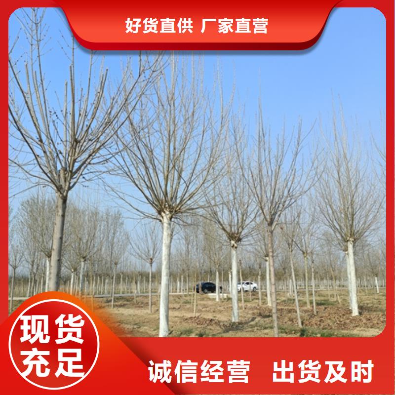 造型法桐優(yōu)選企業(yè)
