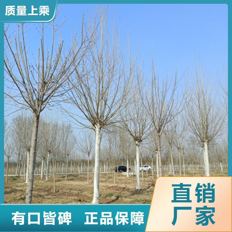 速生法桐實力雄厚綠化喬木