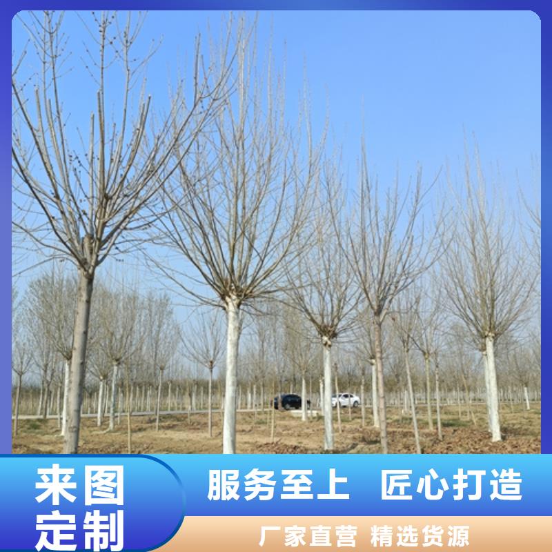 法桐截桿發帽款式多樣