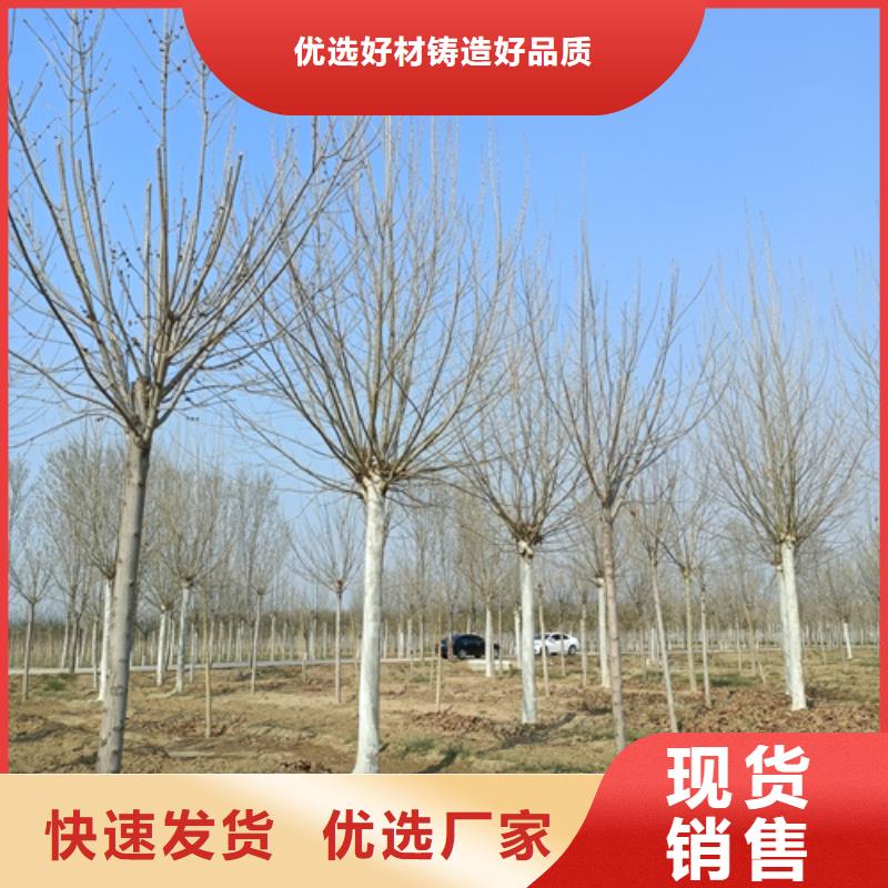法桐小苗、法桐小苗生產(chǎn)廠家-找翌昊苗木種植基地