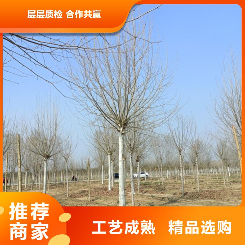 法桐小苗加工廠