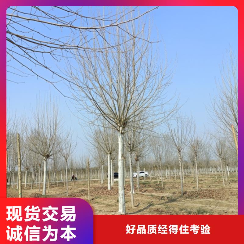 值得信賴的造型法桐廠家