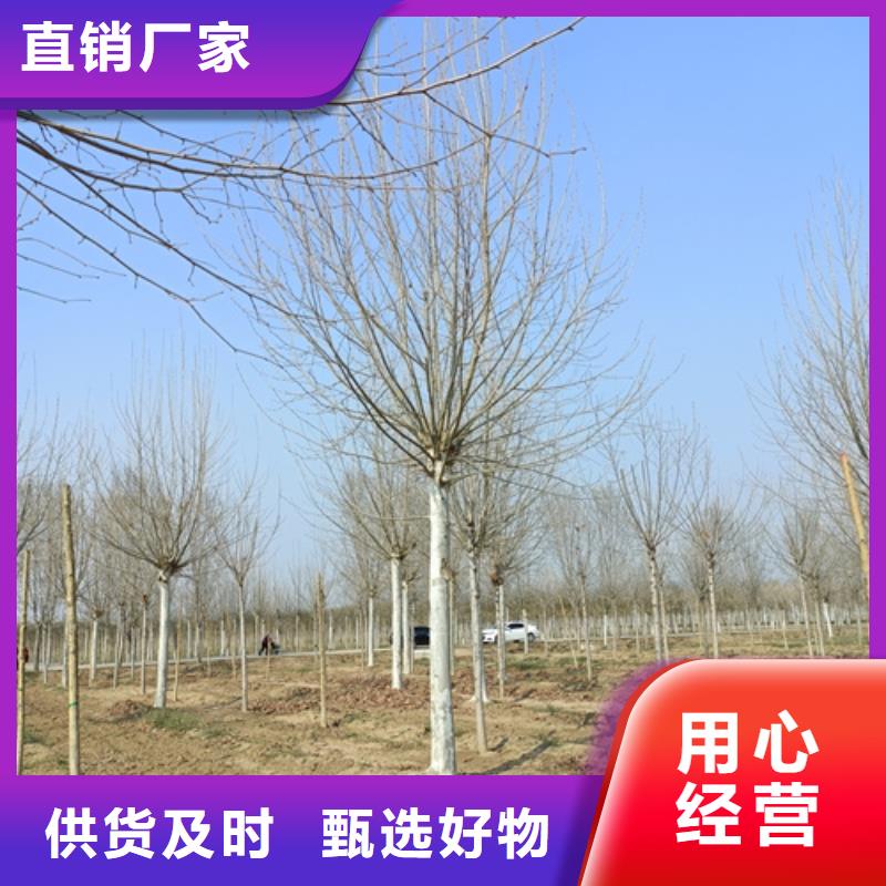 速生法桐_省心省錢