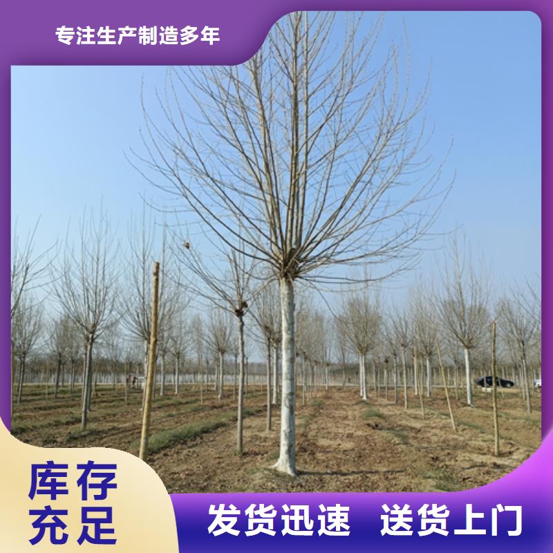 法桐_垂絲海棠高性價比