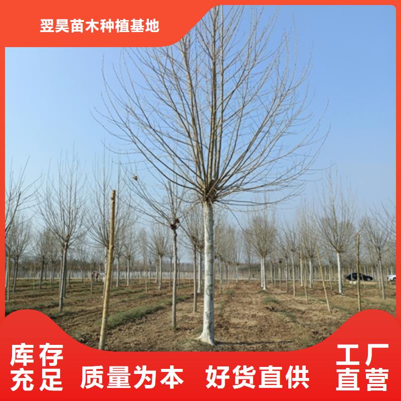 法桐小苗-鉅惠來襲