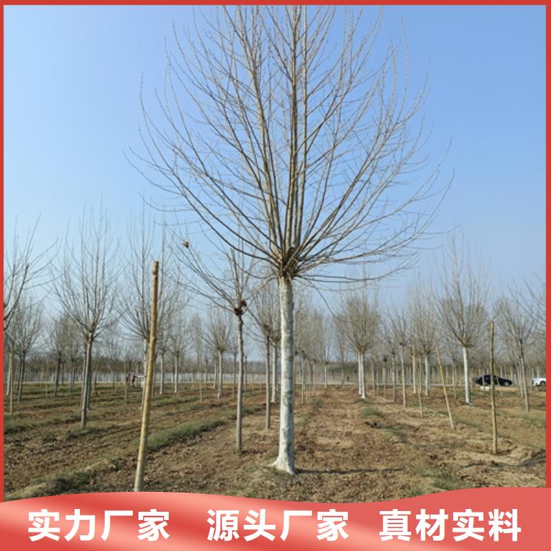 造型法桐暢銷全國綠化苗木