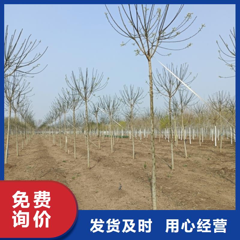 法桐小苗貨源充足苗木基地