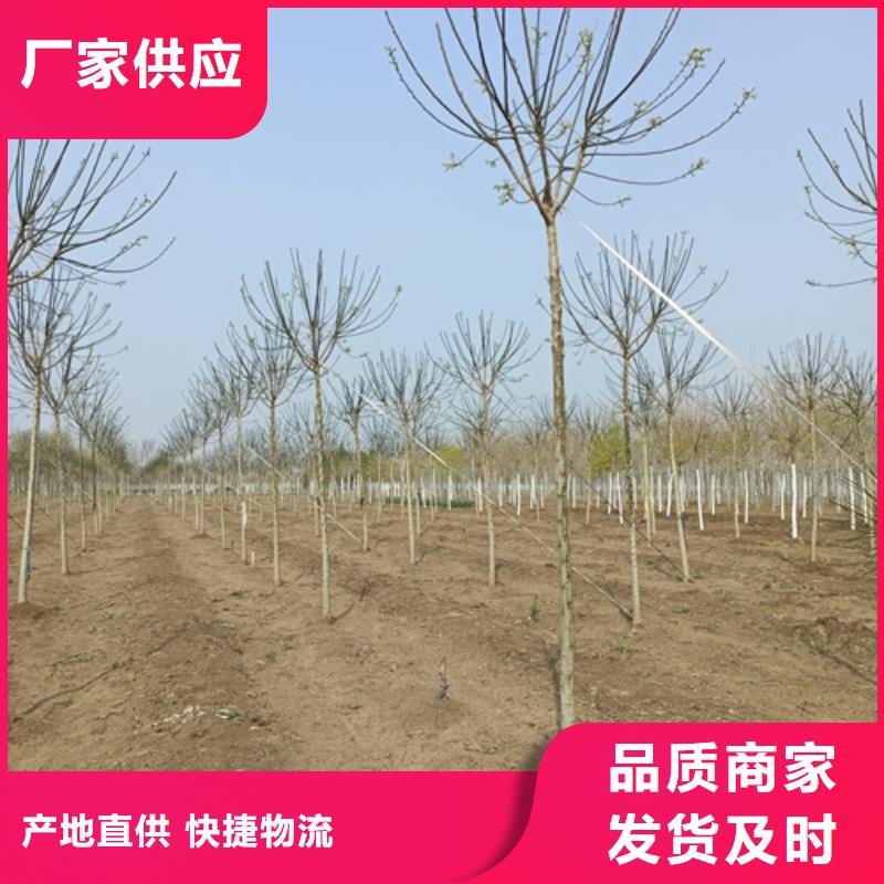 造型法桐下單即發貨