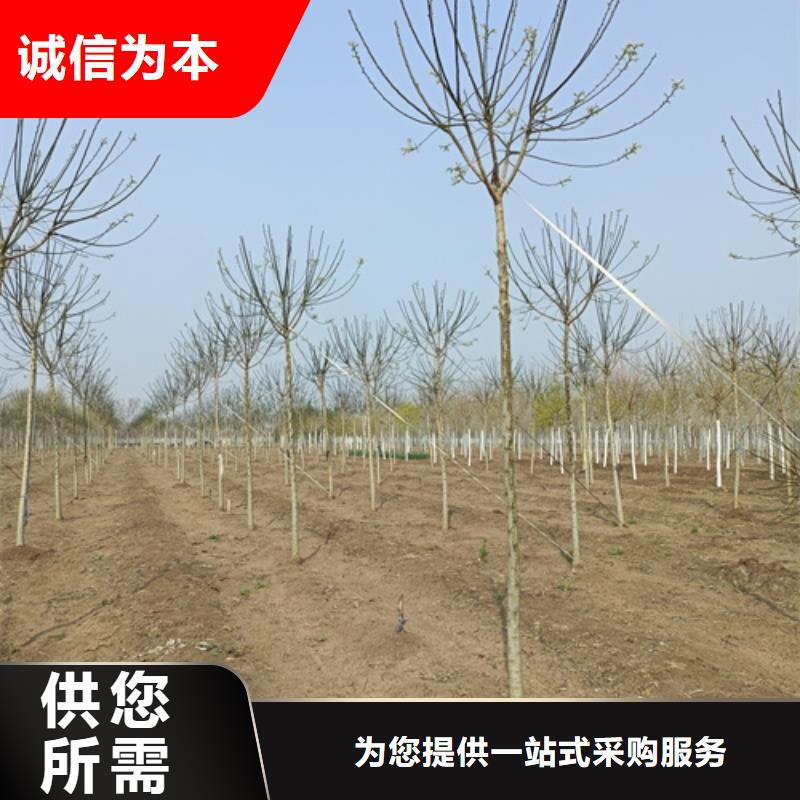 法桐金葉槐24小時下單發貨