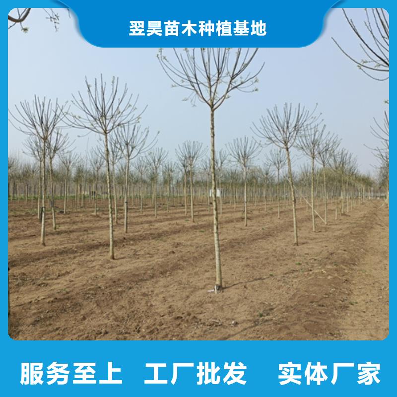 【法桐】,黃金槐專業(yè)供貨品質(zhì)管控