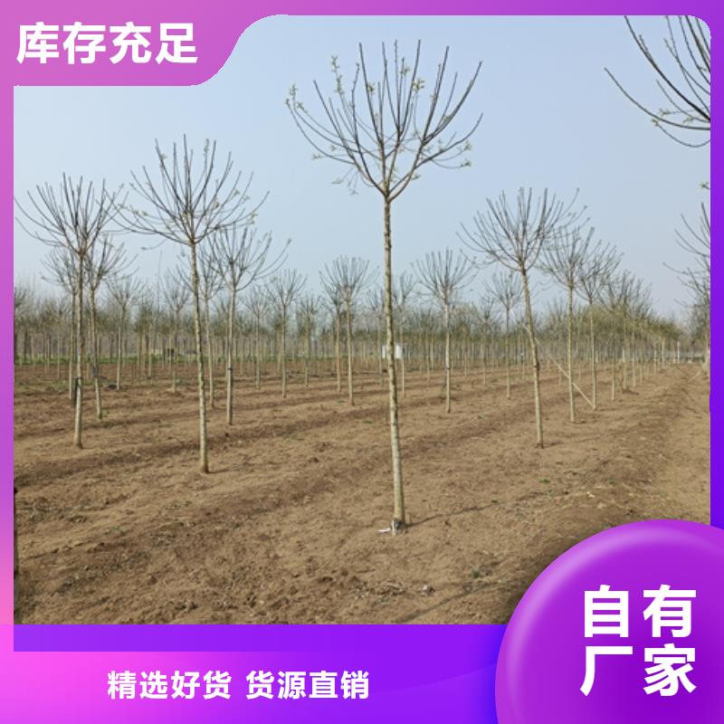 速生法桐廠家直銷-老顧客喜愛(ài)