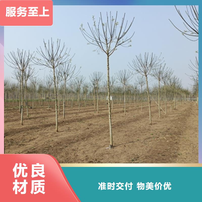 供應法桐行情_優(yōu)質廠家