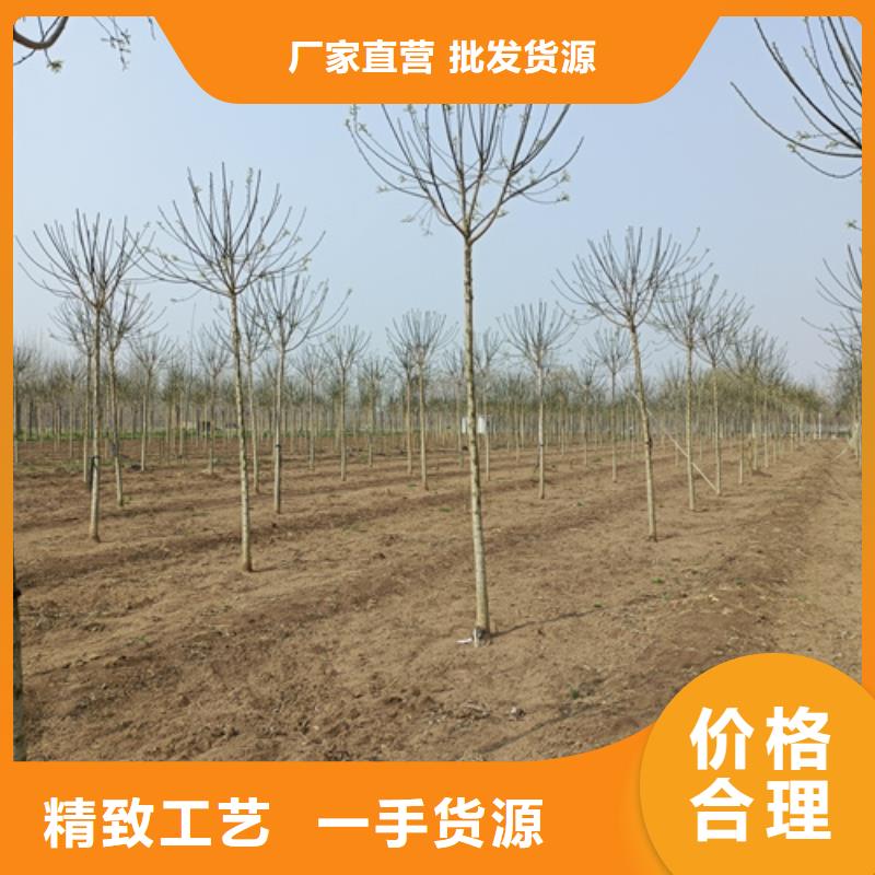 速生法桐種植基地綠化苗木